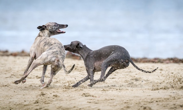 Do Greyhounds Bark a Lot? Understanding Your Quiet Companion